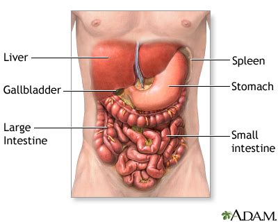 Abdominal exploration - series—Normal anatomy: MedlinePlus Medical ...