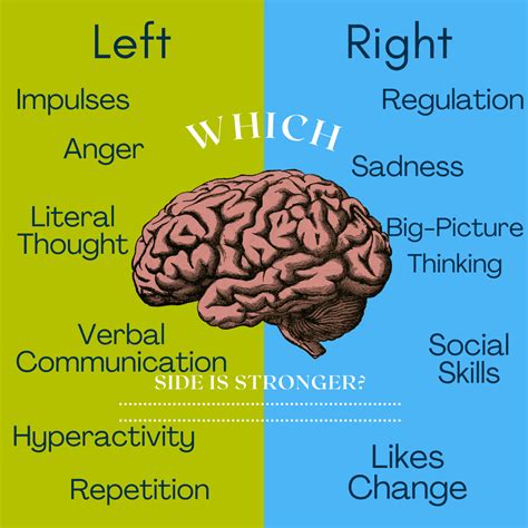 What Is Difference Between Left Brain And Right Brain - vrogue.co