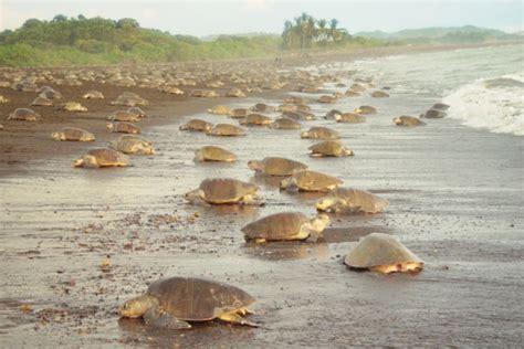 Things to Do at Tortuguero National Park | Costa Rica Experts