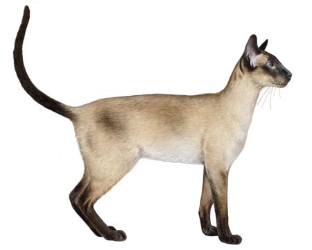 Siamese and Oriental Shorthair Facts - Wisdom Panel™ Cat Breeds