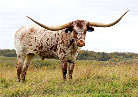 Free photo: Longhorn Steer - Animal, Cattle, Cow - Free Download - Jooinn