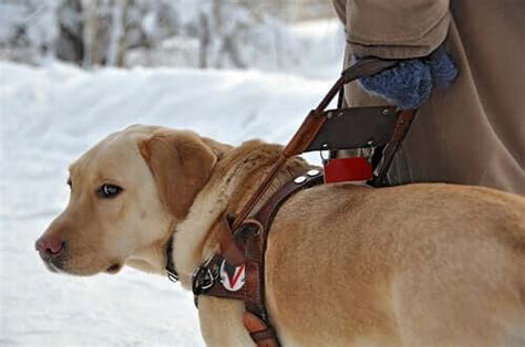 Everything You Need to Know About Guide Dogs - My Animals