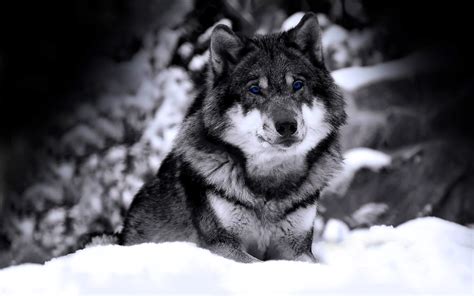 Download Snow Animal Wolf HD Wallpaper
