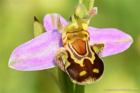 Bee Orchids with no bees to love them – the HALL of EINAR