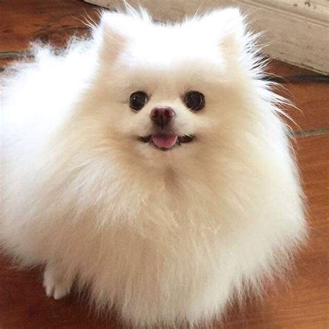 Pomeranian: Does Your Dog Measure Up and Does It Matter? - Champion ...