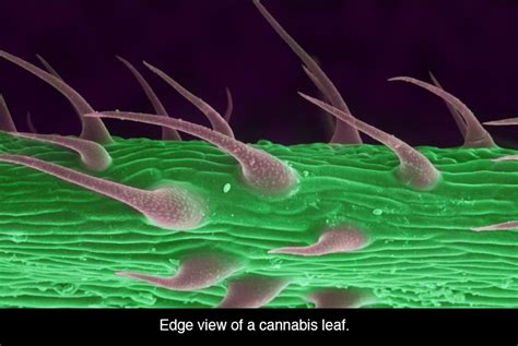 Exploring Cannabis With a Microscope (Photo Gallery) - Third Monk