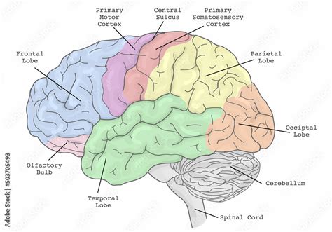 Brain areas parts functions, regions anatomy. Frontal, Primary Motor ...