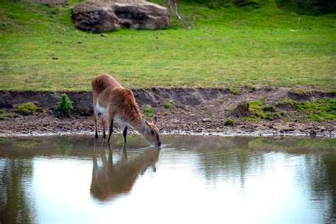 An Antelope Drinking Water · Free Stock Photo