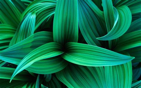 Green Leaves Wallpapers - Top Những Hình Ảnh Đẹp