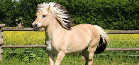 Fjord Horse Breed Profile - Size & Character - wehorse Blog