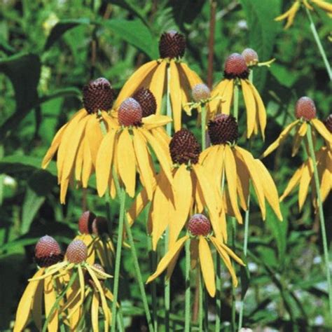 Prairie Future Seed Company. Yellow Coneflower - Seed