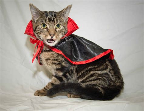 8 Quick and Easy Cat Halloween Costumes | VetBabble