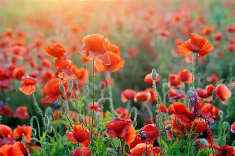 Poppy Desktop Wallpapers - Top Free Poppy Desktop Backgrounds - WallpaperAccess