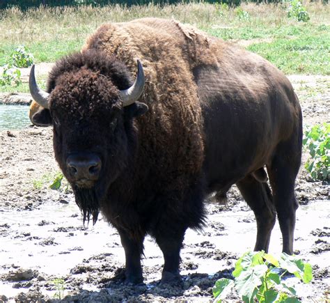 File:Bison Bull in Nebraska.jpg - Wikimedia Commons