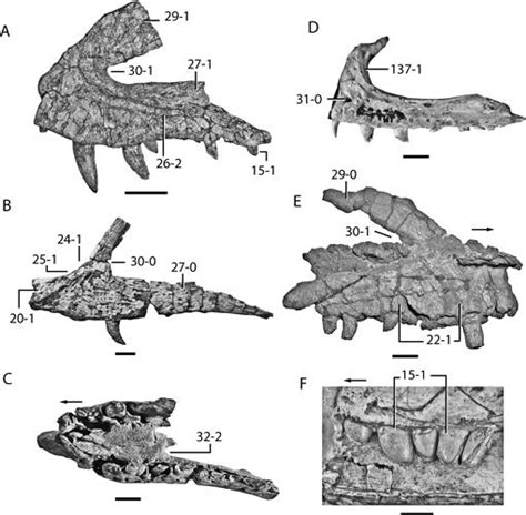 The Early Evolution of Archosaurs: Relationships and the Origin of ...