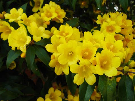 Yellow Jessamine | State flower of South Carolina Boone Hall… | Flickr