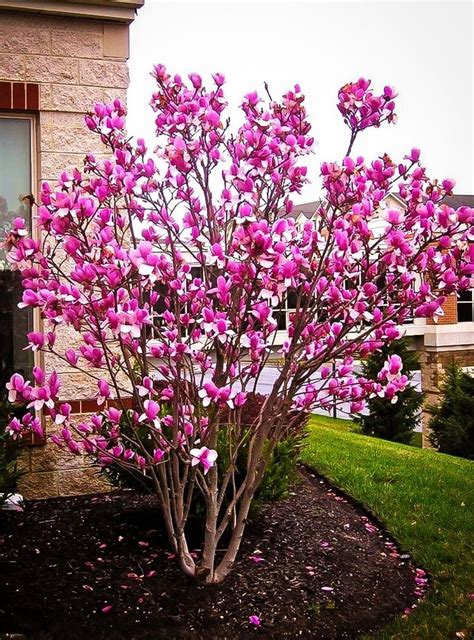 Saucer Magnolia | Prescott eNews