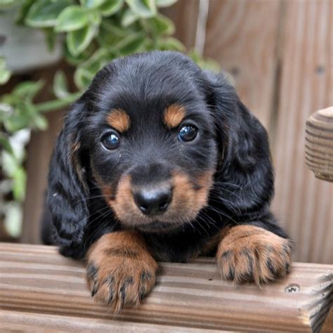 Miniature Dachshund Puppies for Sale in Richfield, PA | Lancaster Puppies