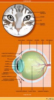 anatomie-oeil-chat-retine-nerf-optique – Conseil véto illustré – Catedog