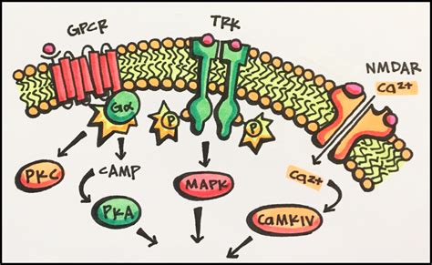 15. Nuclear Receptors – Principles of Pharmacology – Study Guide