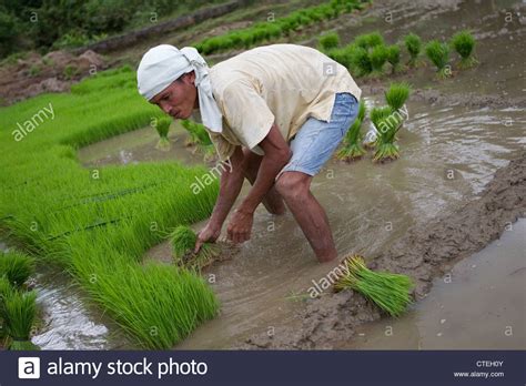 farmer Planting rice,Bohol,Philippines Stock Photo - Alamy