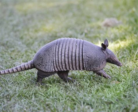 Armadillo – The Little Armored One - Missouri Poison Center