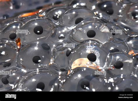 Detail of Common frog eggs Stock Photo - Alamy