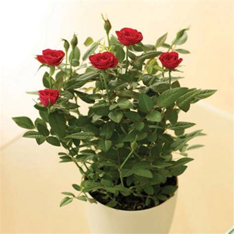 Rose Bushes Delivered - Garden Plant