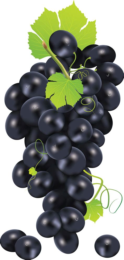 Black Grapes PNG Image - PurePNG | Free transparent CC0 PNG Image Library