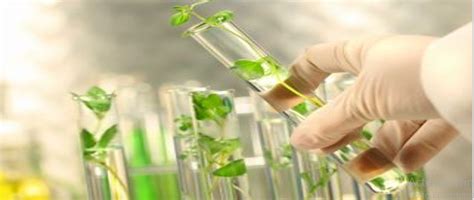 Green Chemicals Market - Industry Size, Share, Trends (2021-2027)