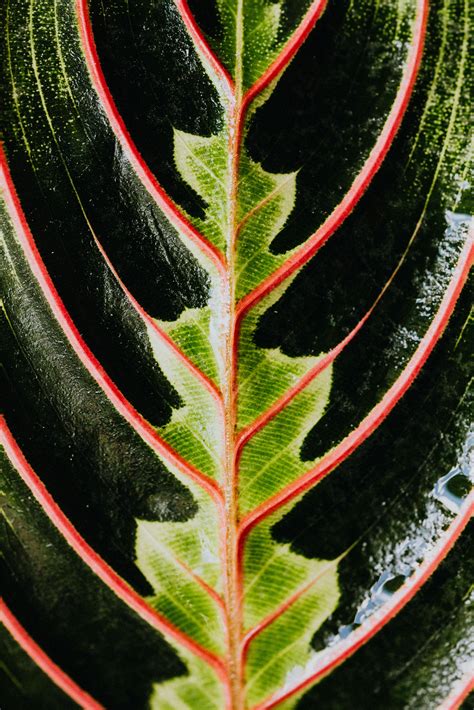 Macro Photography of a Leaf · Free Stock Photo