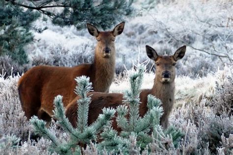 Free Images : tree, nature, forest, snow, winter, cute, wildlife, wild ...