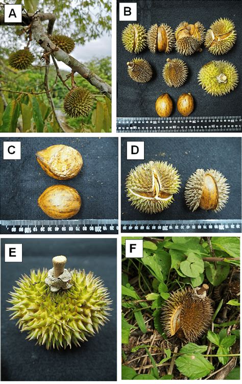 Durio gerikensis A) fruiting leafy twig. B) different fruit stages, and... | Download Scientific ...