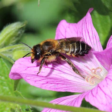 TrogTrogBlog: Leafcutter bees