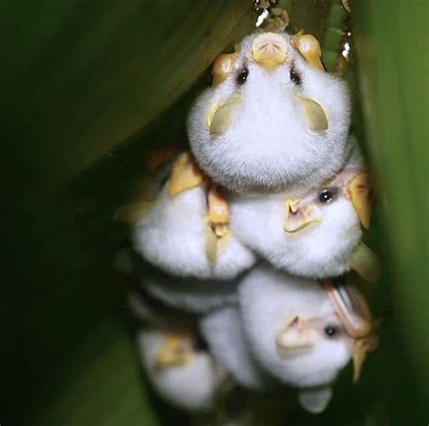 These Tiny Bats Look Like Cotton Balls And They Are The Cutest Things Ever – Pulptastic