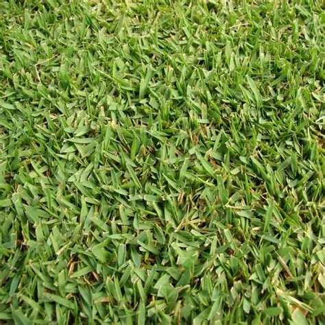 Zoysia (inc. varieties) - Turf Identification - Lawn Addicts