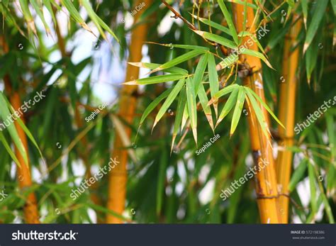 Fresh Yellow Bamboo Stalks Stock Photo 572198386 | Shutterstock