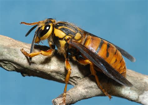 Is That a Murder Hornet? | Mississippi State University Extension Service