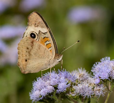 Common Buckeye - Alabama Butterfly Atlas