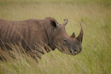 The value of rhino horn | Save The Rhino