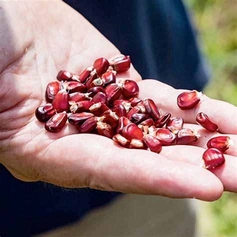 Jimmy Red Corn Heirloom 40 Seeds - Etsy Australia