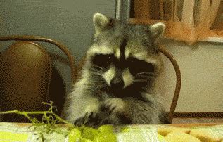 A raccoon eating grapes.