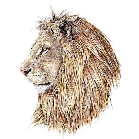 Lion Profile Limited-Edition Print – Wildlife Drawings by Jim Wilson