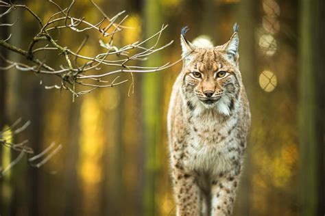 Deki the Balkan Lynx Is All Grown Up, but His Species Remains in Trouble | Engoo Daily News