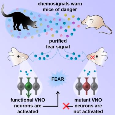 The Vomeronasal Organ Mediates Interspecies Defensive Behaviors through Detection of Protein ...