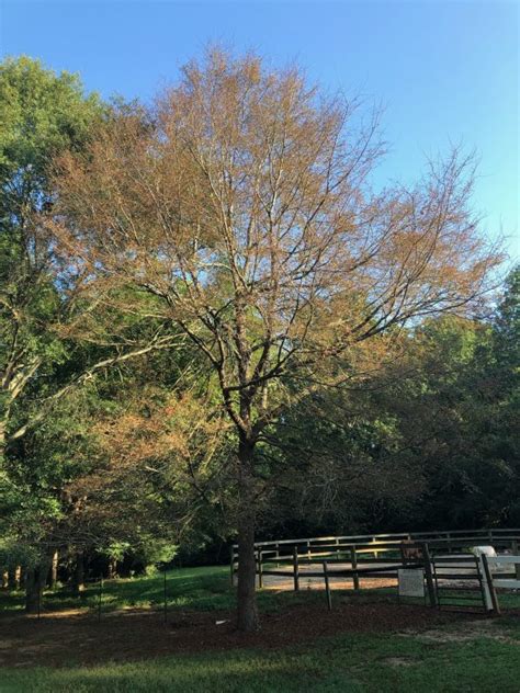 Elm Leaf Beetle Damage | Walter Reeves: The Georgia Gardener