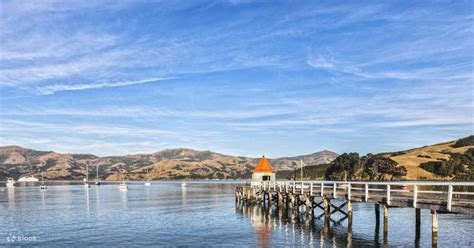 Akaroa Harbour Nature Cruise - Klook