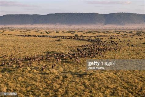 65 Wildebeest Migration Aerial Stock Photos, High-Res Pictures, and Images - Getty Images