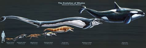 Evolution Of Whale