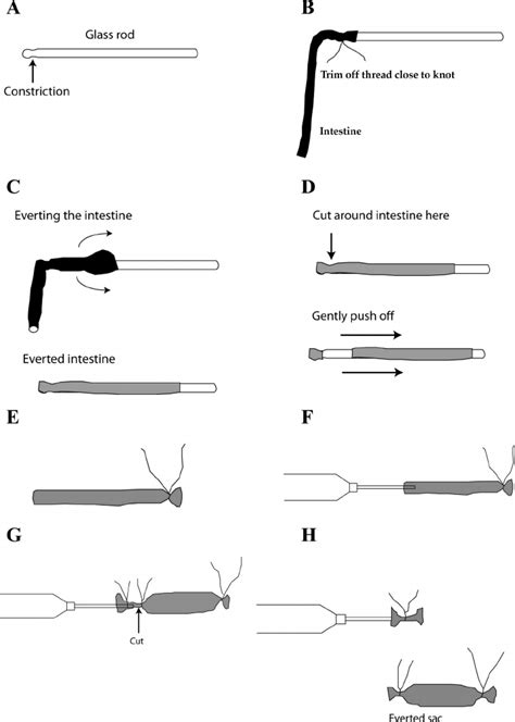 Preparation of the everted sac. The steps of this procedures are... | Download Scientific Diagram